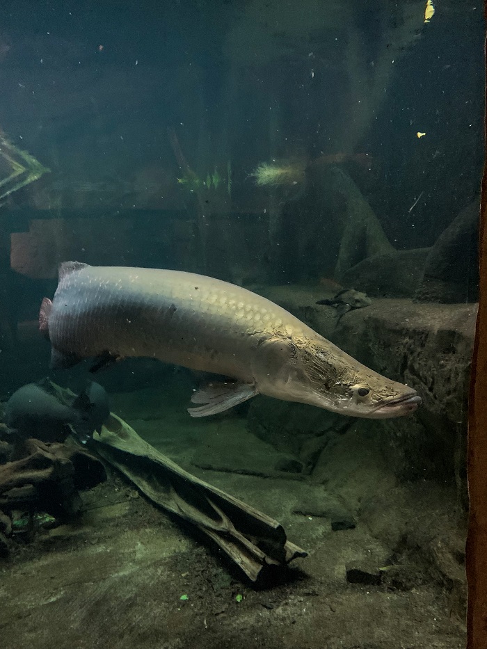 Arapaima