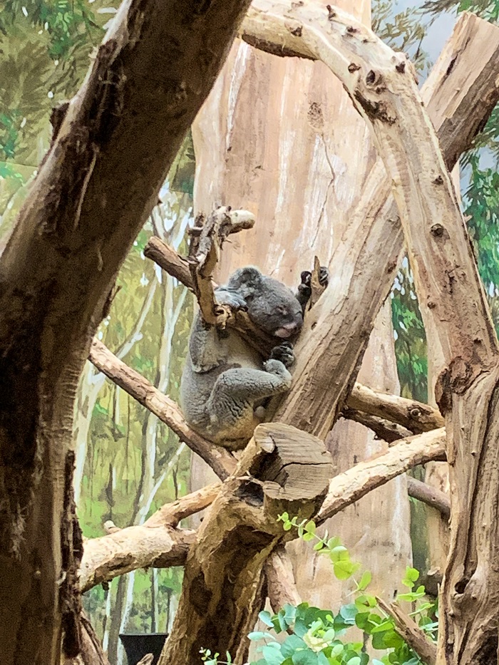 Koala