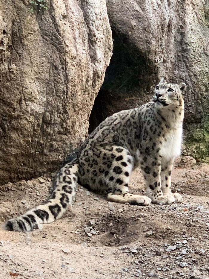 Schneeleopard