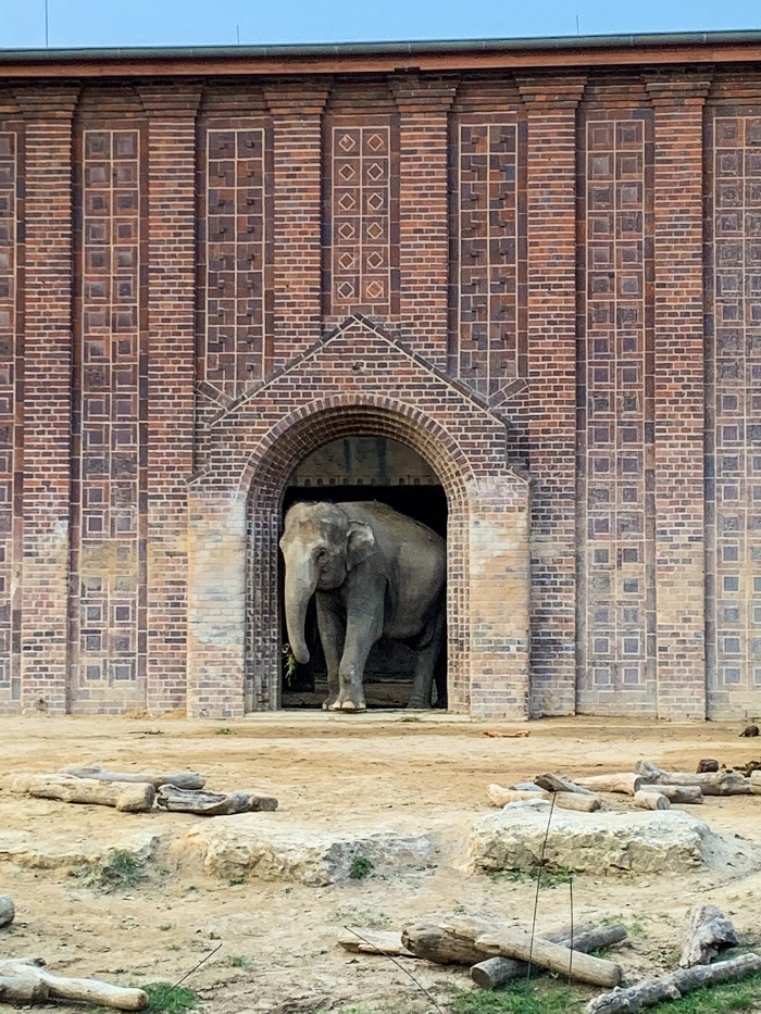 Asiatischer Elefant